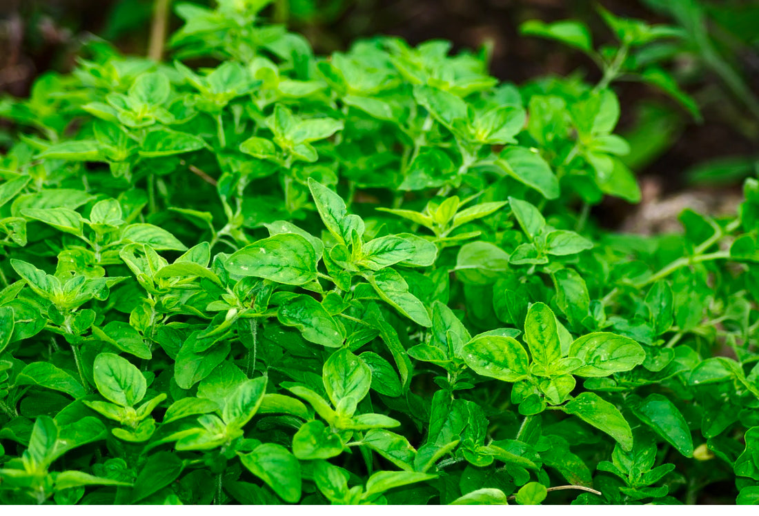 The Miracle of Wild Oregano Oil