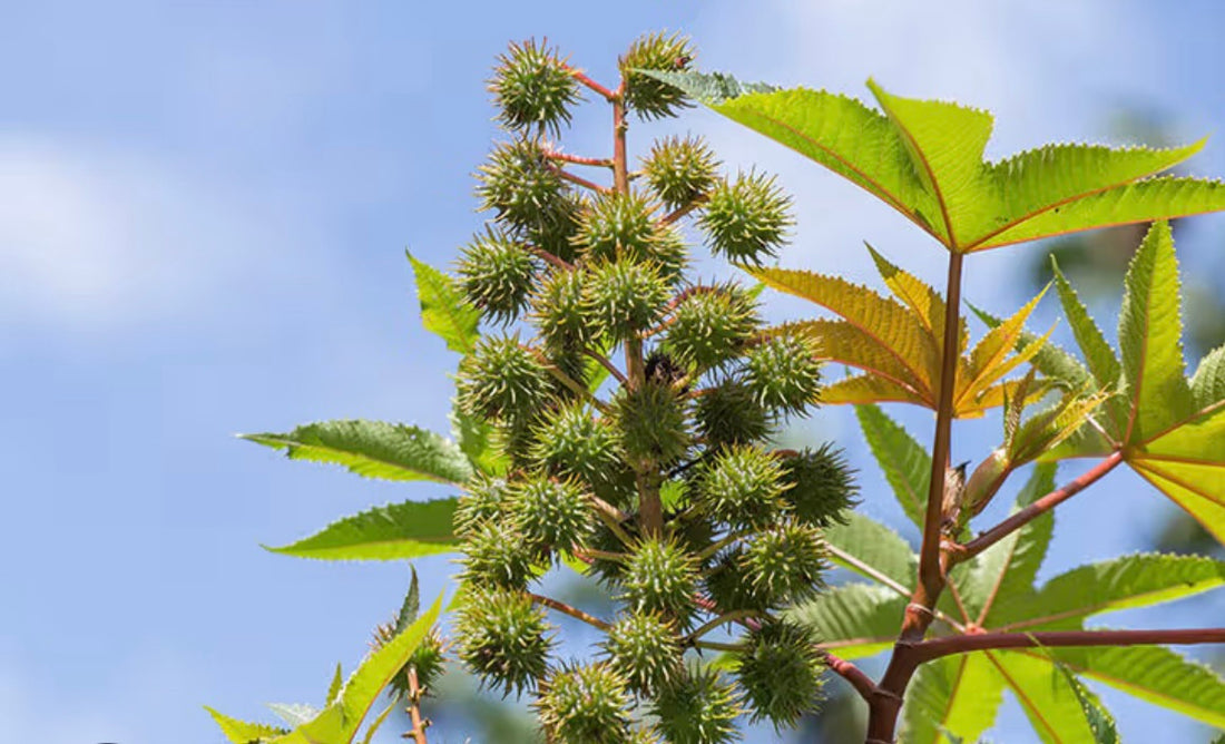 Castor Oil Benefits