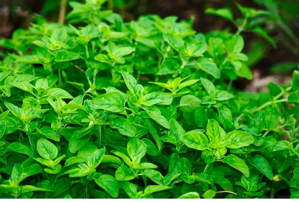 The Miracle of Wild Oregano Oil